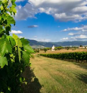 Pole vinné révy s modrou oblohou a mraky