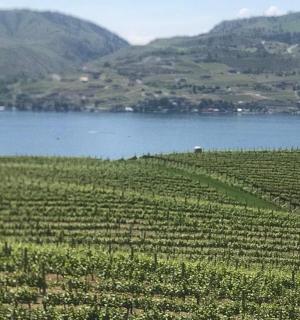 ein großer Weinberg neben einem Gewässer