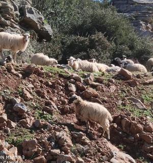 一群羊站在岩石山上