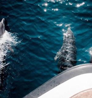two dolphins in the water next to a boat