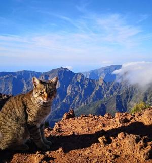 一只猫坐在山顶上