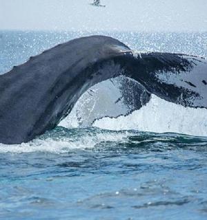 delfín ve vodě s otevřenou tlamou