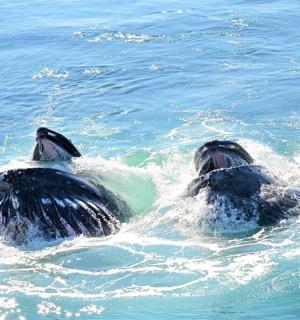 两只海豚在水中游泳