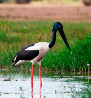 一只长脖子的鸟站在水中