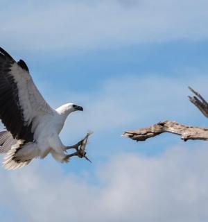 pták letící na obloze s větví