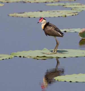 pták stojící na leknínu ve vodě