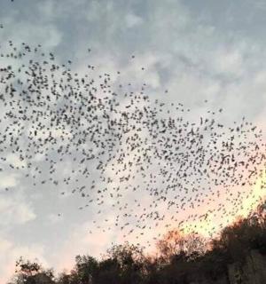 天空中飞翔的一群鸟