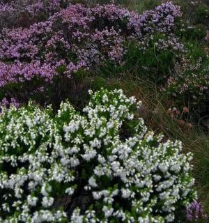 pole květin s bílou a fialovou