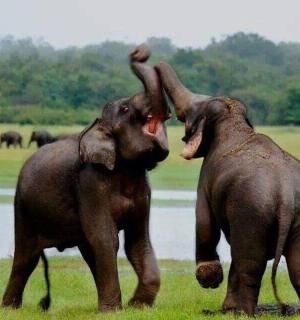 two elephants standing next to each other in a field