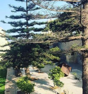 a pine tree in a garden next to a building