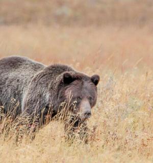medvěd hnědý procházející se polem vysoké trávy