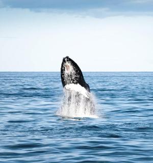 一只海豚跃出水面