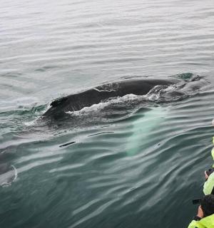一群人在水中观看鲸鱼