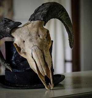 a skull of a bull with horns on a table