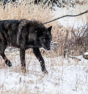 a black wolf walking through a snow covered field