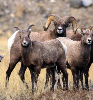 a group of goats standing in a field