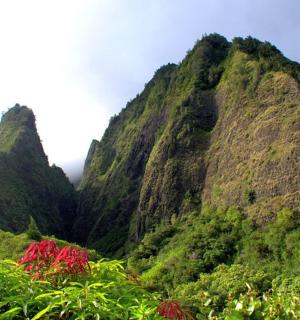 a mountain with red flowers in front of it