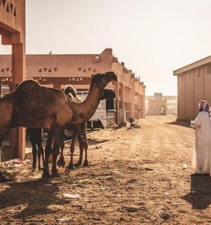 一名妇女站在土路上的两头骆驼旁边