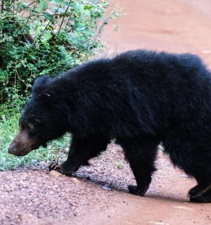 a black bear walking down a dirt road