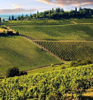 葡萄园绿山的景色