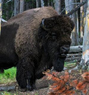 a large brown bear standing in the woods