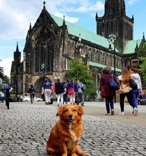 一只棕色的狗坐在大教堂前