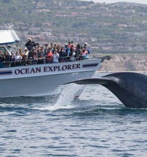 a whale jumping out of the water next to a boat