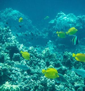 a group of fish in a coral reef