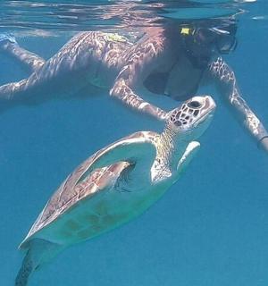 a person swimming next to a turtle in the water
