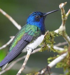 a blue and green bird sitting on a tree branch