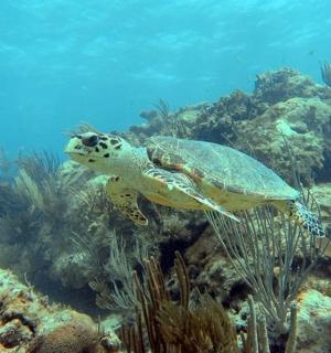a green turtle swimming on a coral reef