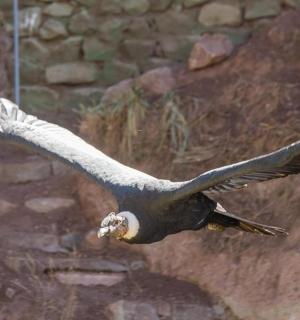 pták letící ve vzduchu s roztaženými křídly