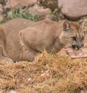 puma jíst kus jídla v trávě