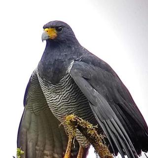 一只黑鸟坐在树枝上