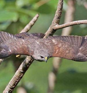 a bird perched on top of a tree branch