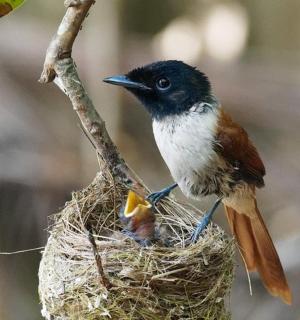 a bird is sitting in a nest on a tree