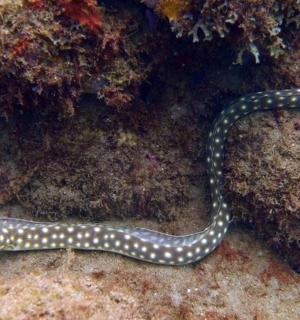 一条黑白相间的蛇躺在岩石上