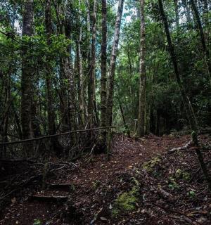 森林中的一条土路