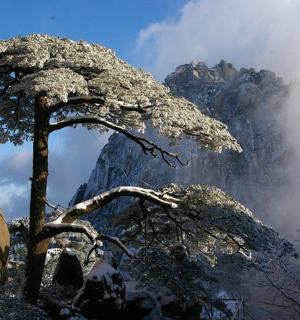 山前有一棵松树