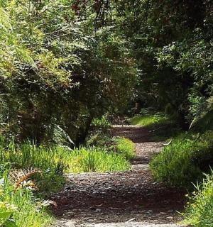 ein Feldweg in einem Wald mit Bäumen und Pflanzen