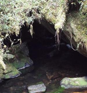 eine dunkle Höhle mit Felsen und Pflanzen darin