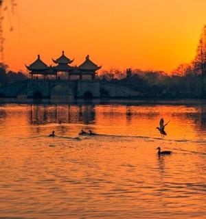 日落时分,一群鸭子在湖中游泳