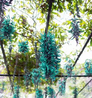 一束蓝色的花挂在树上