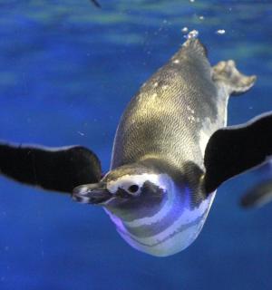 一只企鹅在水族馆的水中游泳