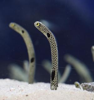 水族馆里的一条黑黄相间的斑点蛇