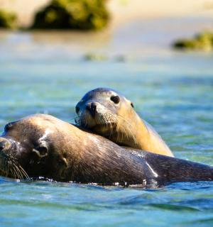 dva tuleni plavou ve vodě