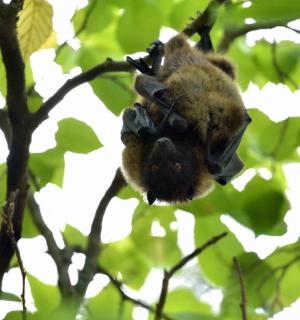 a baby bat hanging from a tree branch