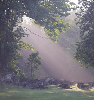 a group of cows in the grass in a field