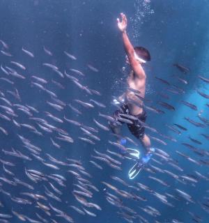 ชายคนหนึ่งกำลังว่ายน้ำอยู่ในน้ำกับฝูงปลา