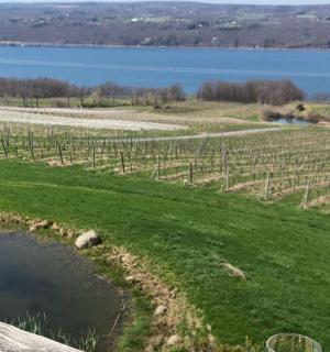 a view of a vineyard and a field with a body of water